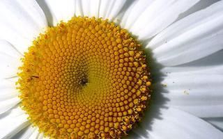 Цветок ромашка полевая: описание и полезные свойства Чем полезна ромашка полевая